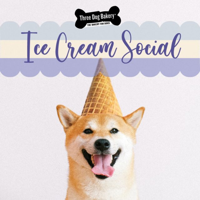 🍨Sunday, July 16, from Noon- 4 PM, celebrate National Ice Cream Day with us!
We'll have a build-your-own ice cream sundae bar for your dog.  Complete with a variety of toppings and ice cream flavors. The cost is $�8 per dog. Proceeds go to Soul Dog Rescue. 
.
.
.
.
.
#DenverDog #DenverDogs #DenverColorado #Denver #MileHighPooches #MileHighDogs #MileHighLiving #DenverLiving #CityOfDenver #MileHighCity #TheMileHighCity #DNVRColorado #SpoiledDogs #DenverDoodles #DenverFrenchies #BakeryForDogs #DogsOfDenver #ColoradoDog #ColoradoDogs #5280Dogs #ColoradoPup #ColoradoPups #ColoradoPuppy #ColoradoPuppies #DenverPuppy #DenverPuppies #DenverPup #DenverPups #RockyMountainDog #coloradopetparents