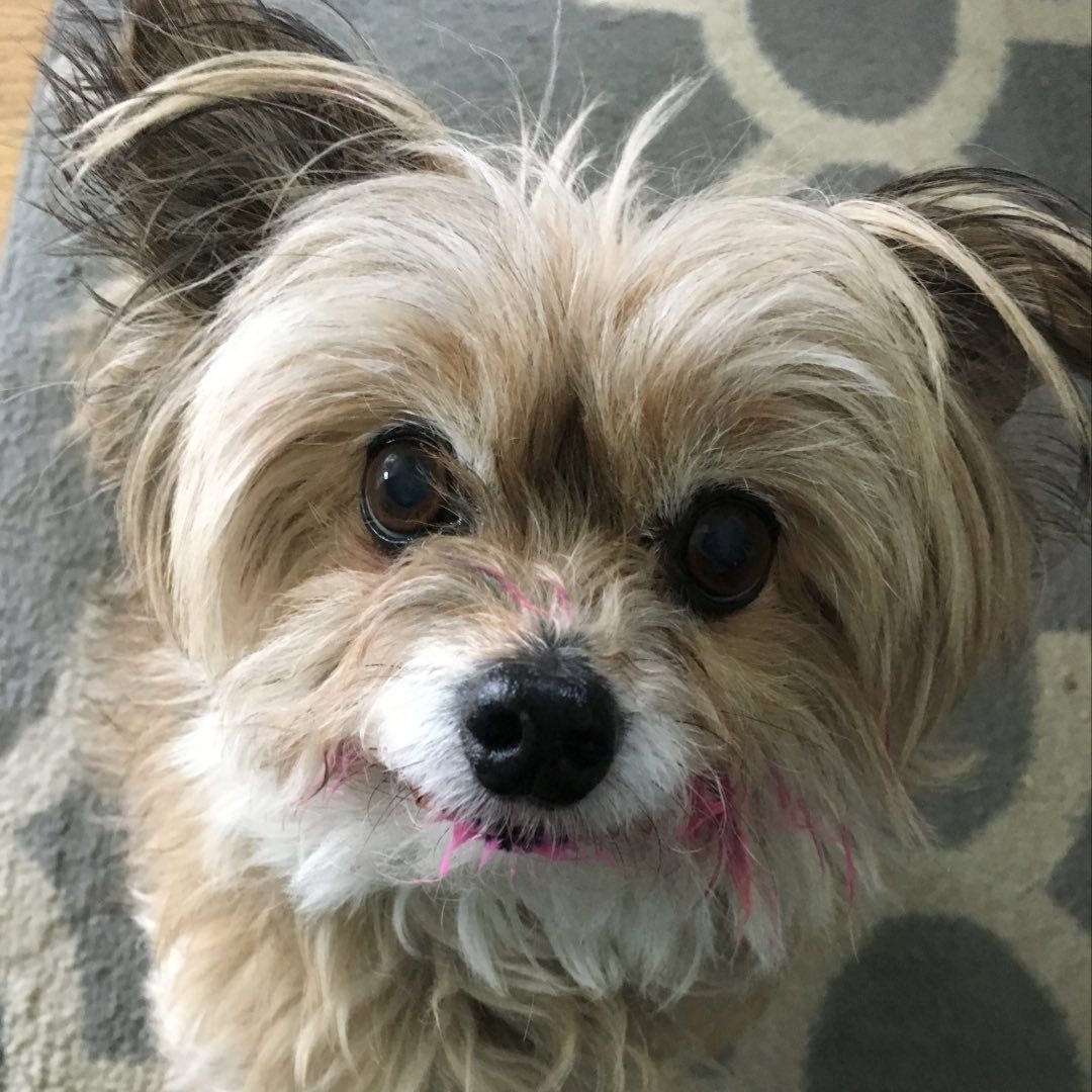 Three Dog Bakery Denver